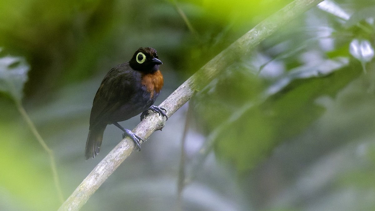 Harlequin Antbird - ML641213927