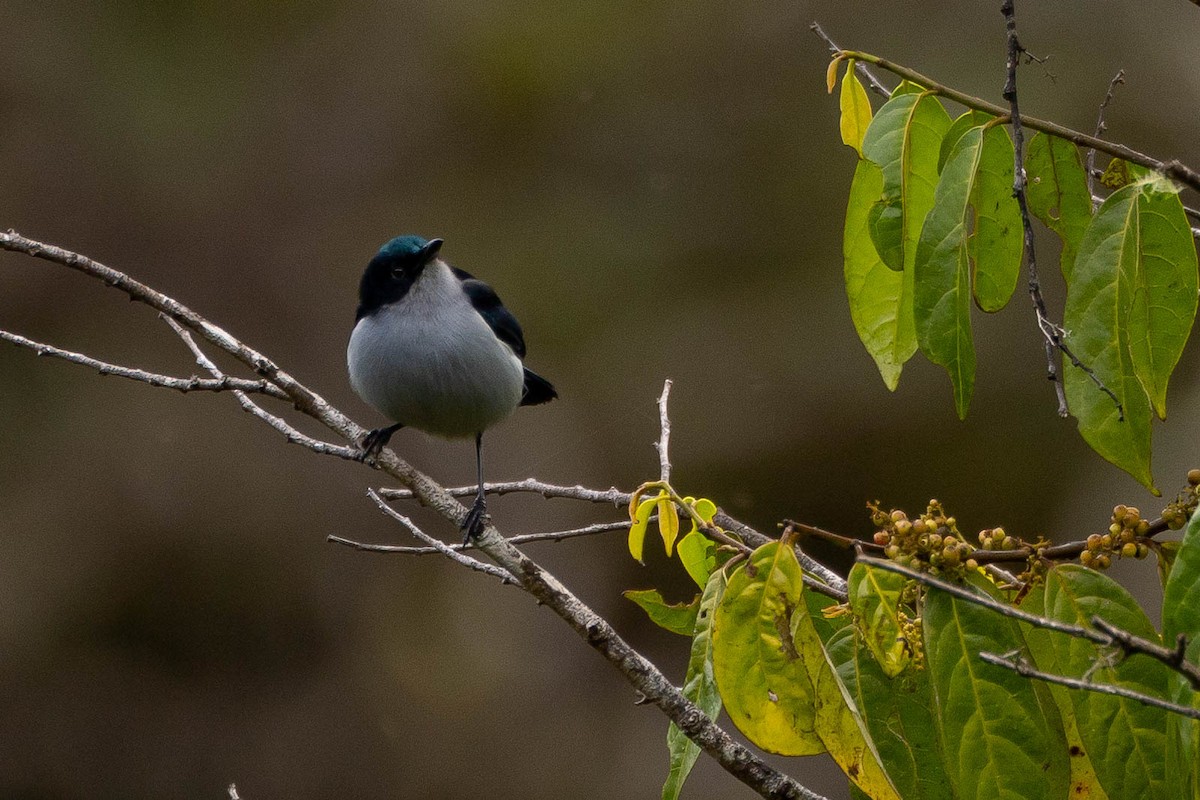 Fan-tailed Berrypecker - ML641213930