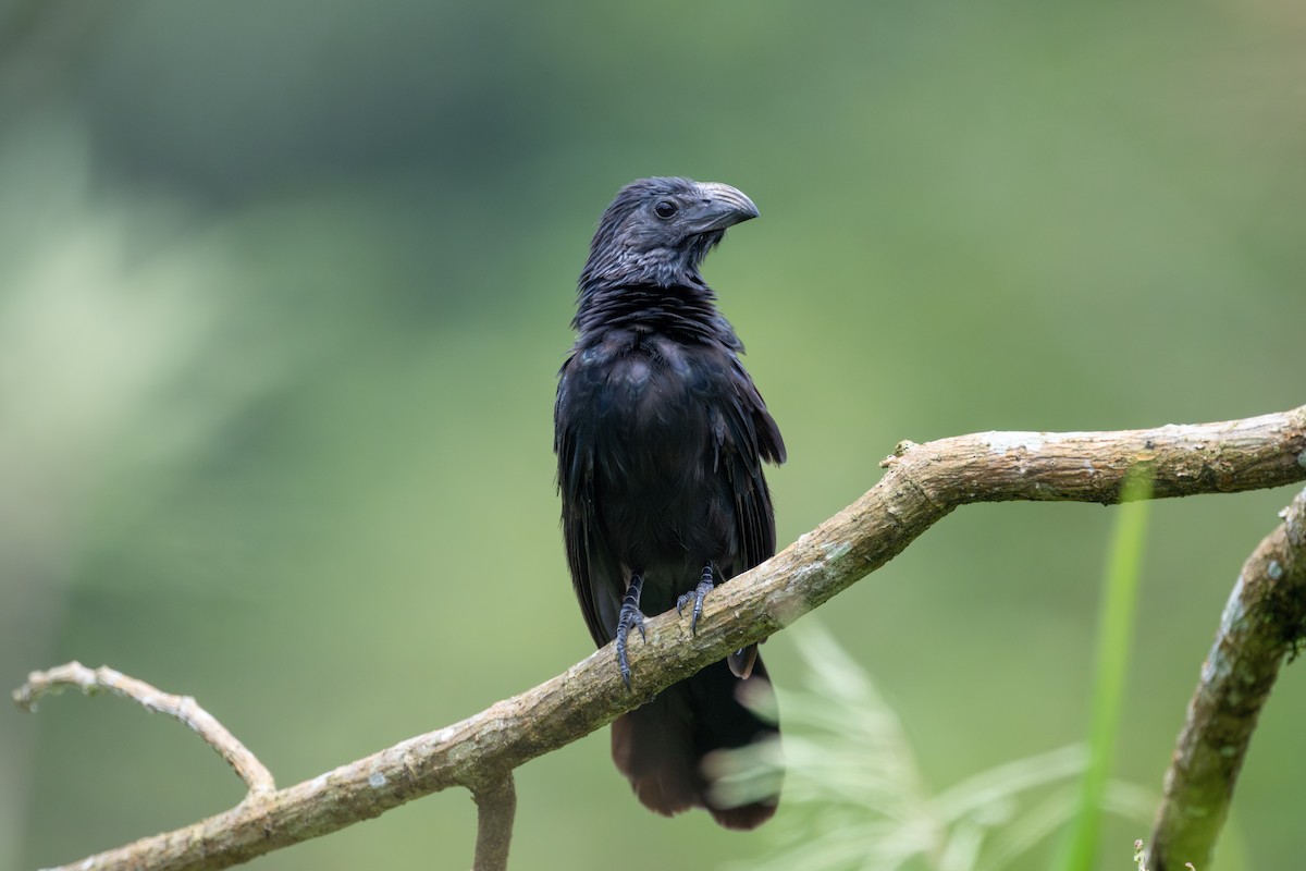 Groove-billed Ani - ML641213936