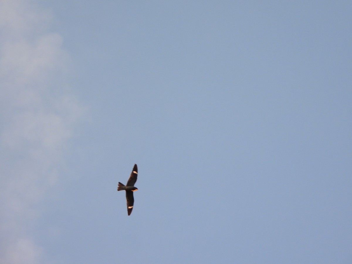 Common Nighthawk - ML641213970