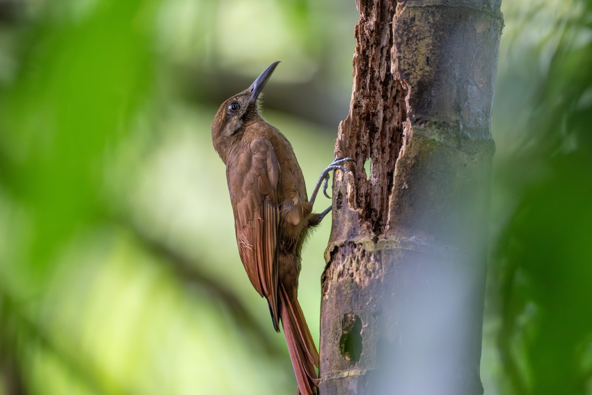 Plain-brown Woodcreeper - ML641214014