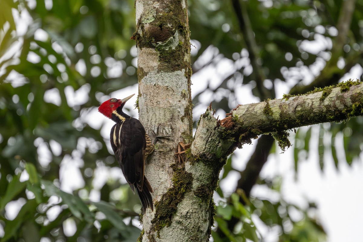 Pale-billed Woodpecker - ML641214043