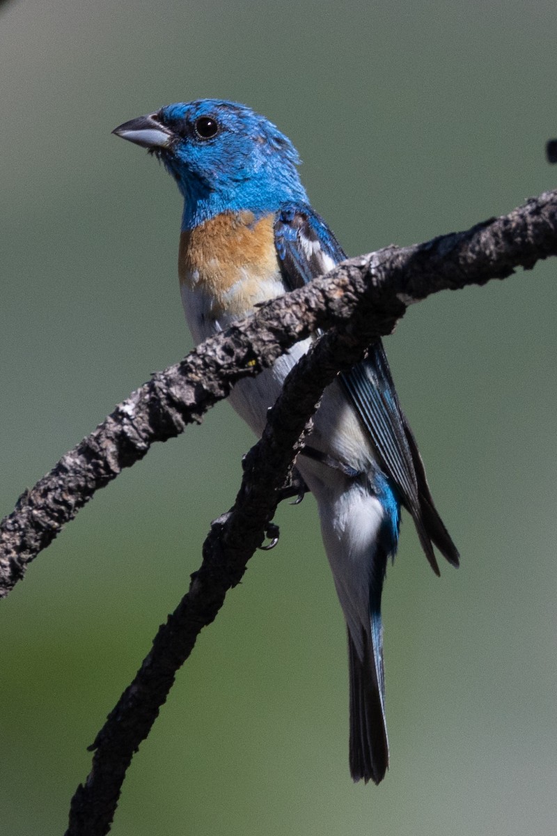 Passerin azuré - ML641214060