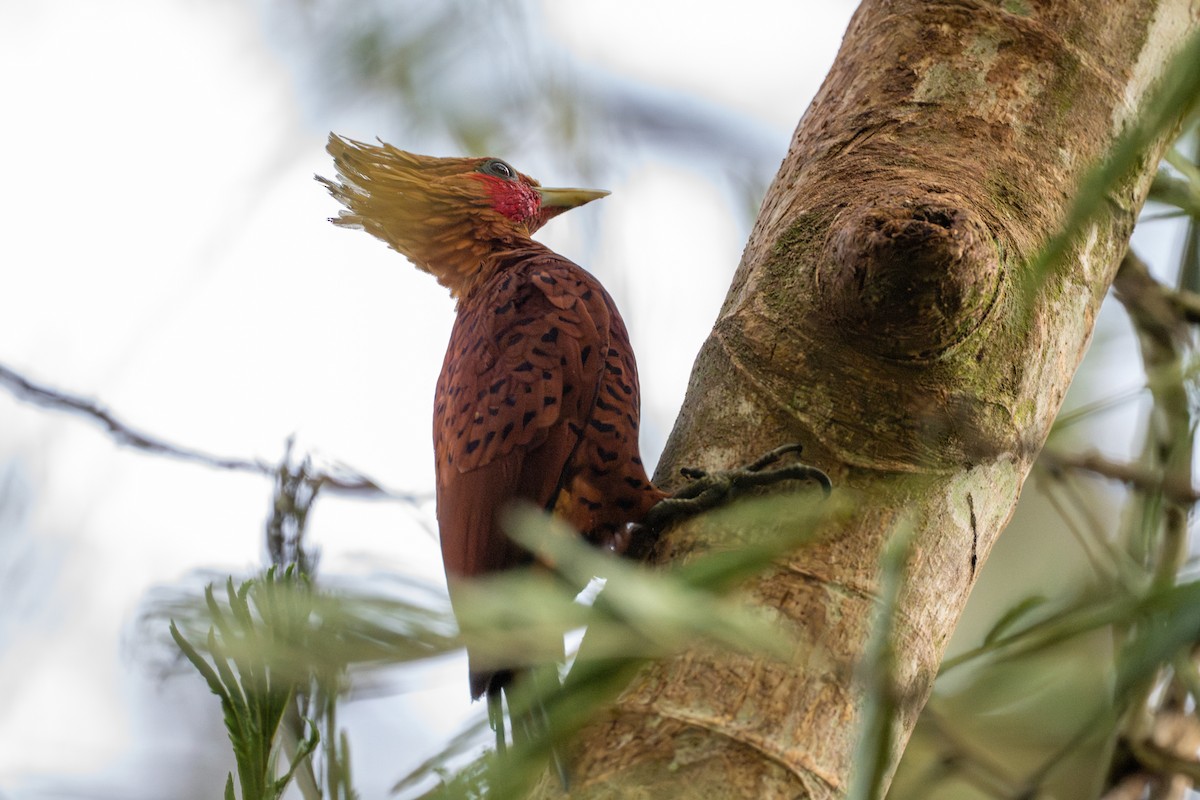Chestnut-colored Woodpecker - ML641214067