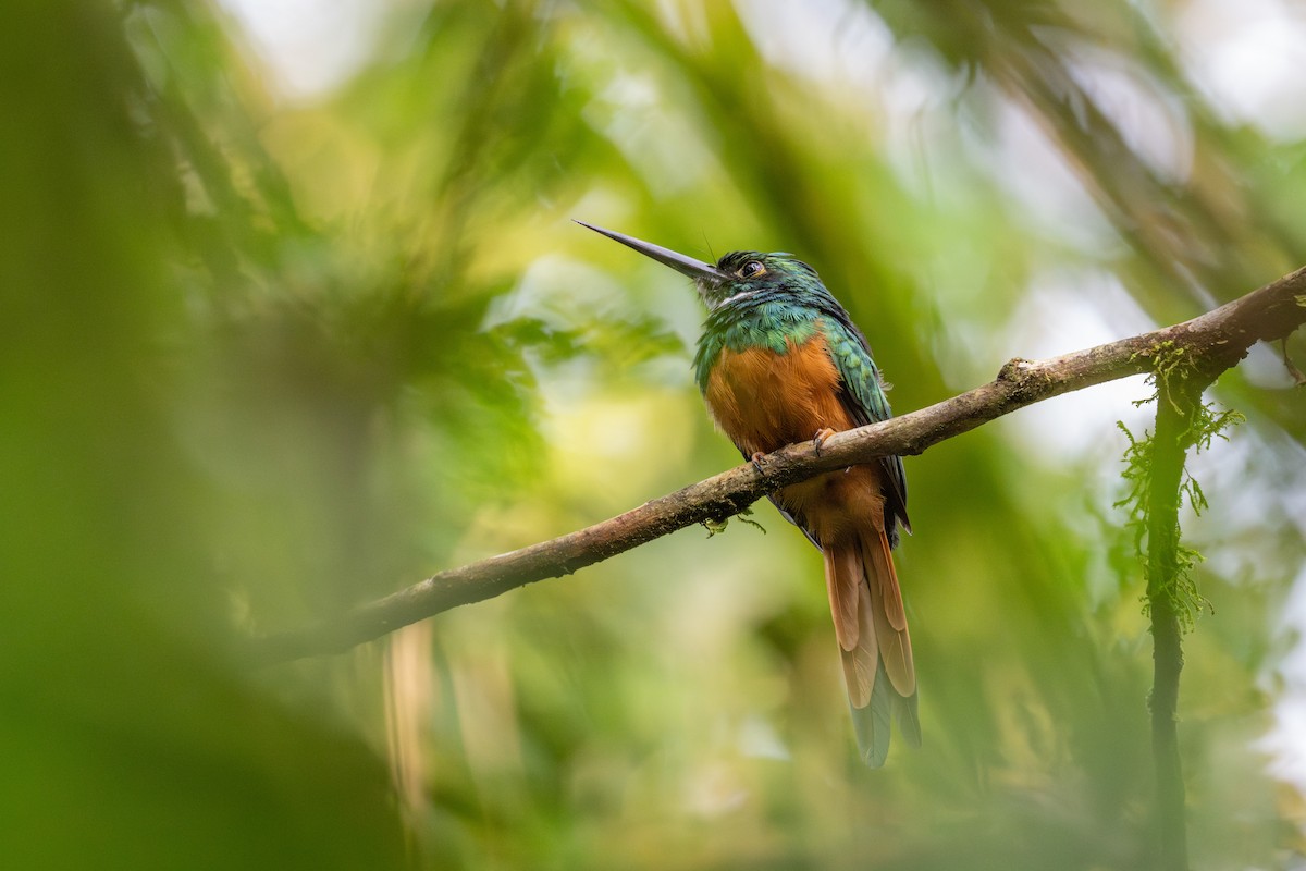 Rufous-tailed Jacamar - ML641214100