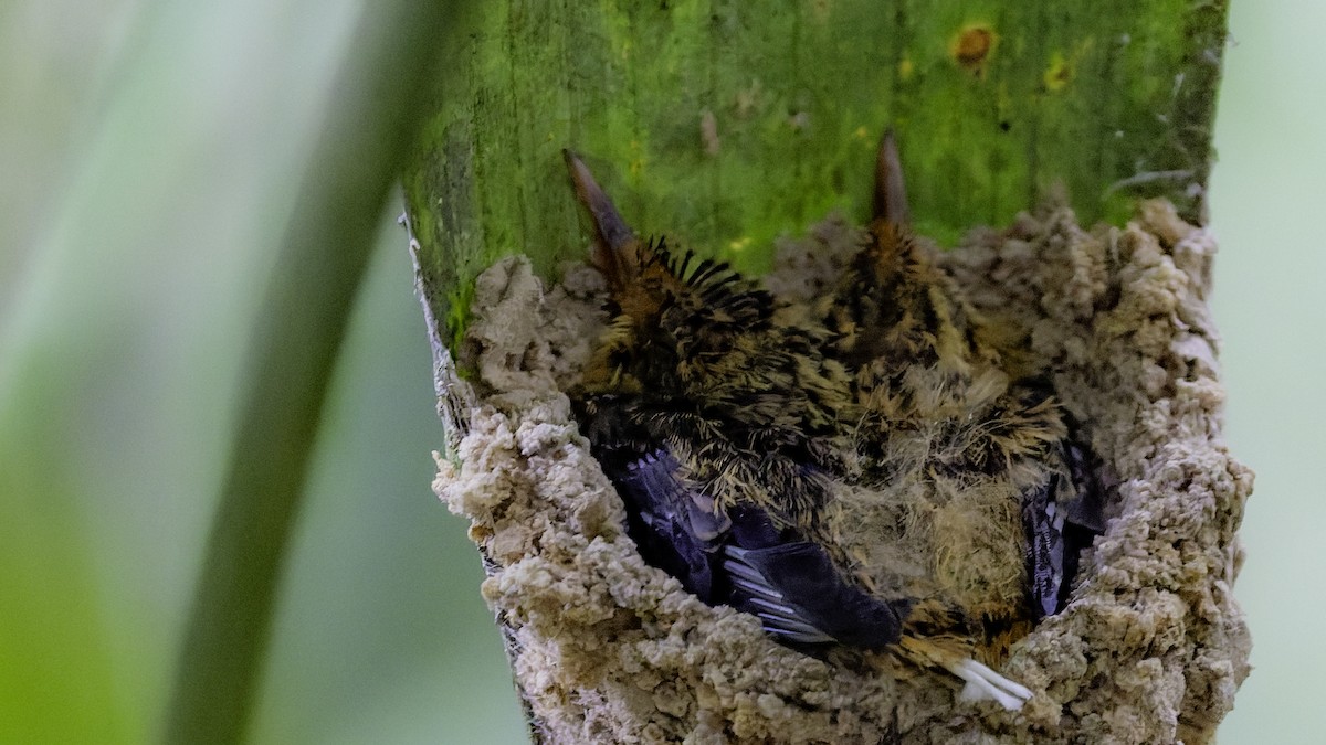 Needle-billed Hermit - ML641214167
