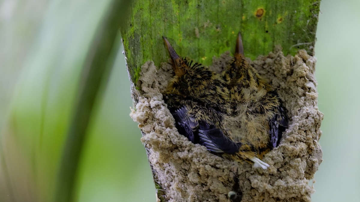 Needle-billed Hermit - ML641214175