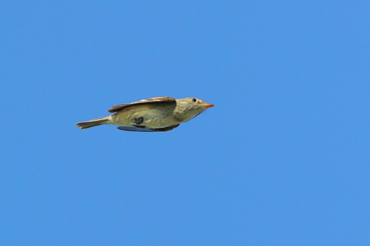 Empidonax sp. - ML641214176
