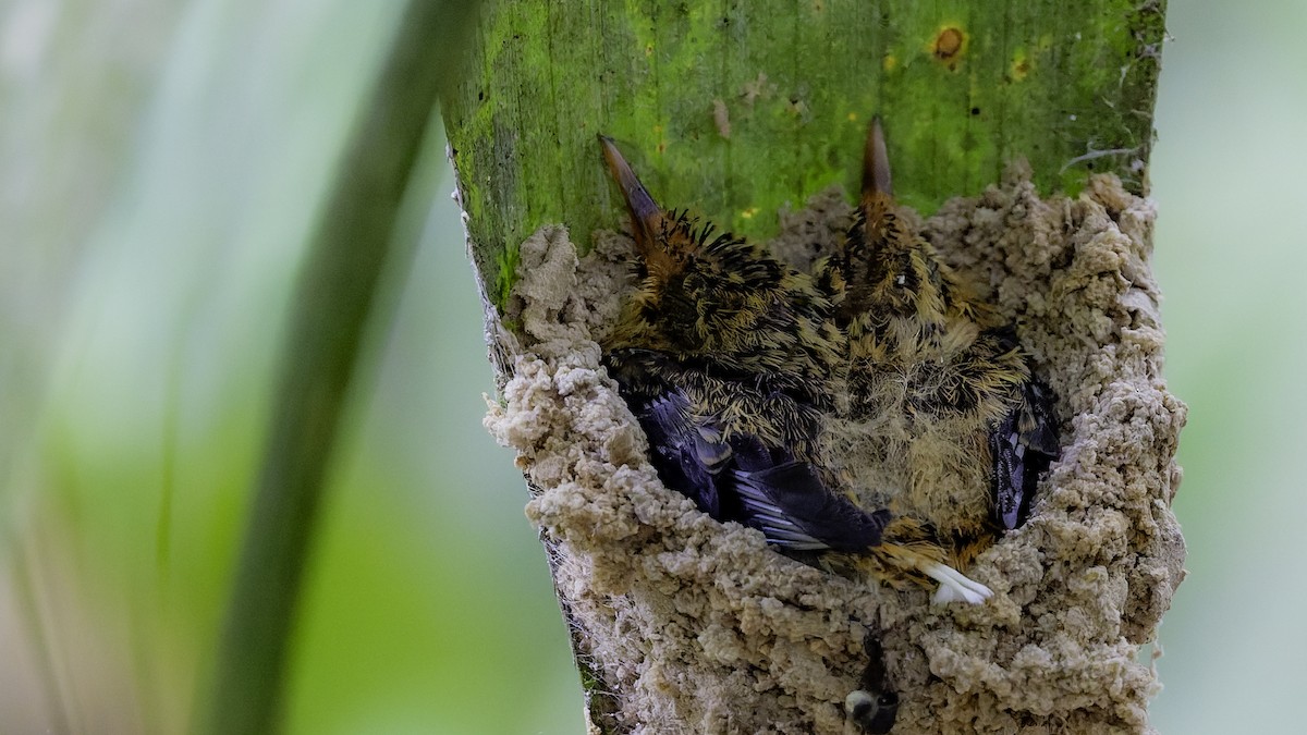Needle-billed Hermit - ML641214184