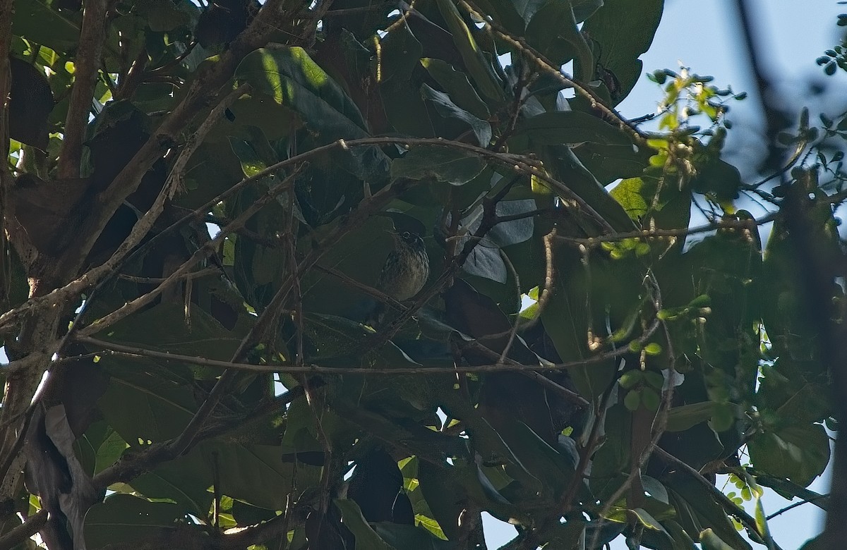 Elfin-woods Warbler - ML641214190
