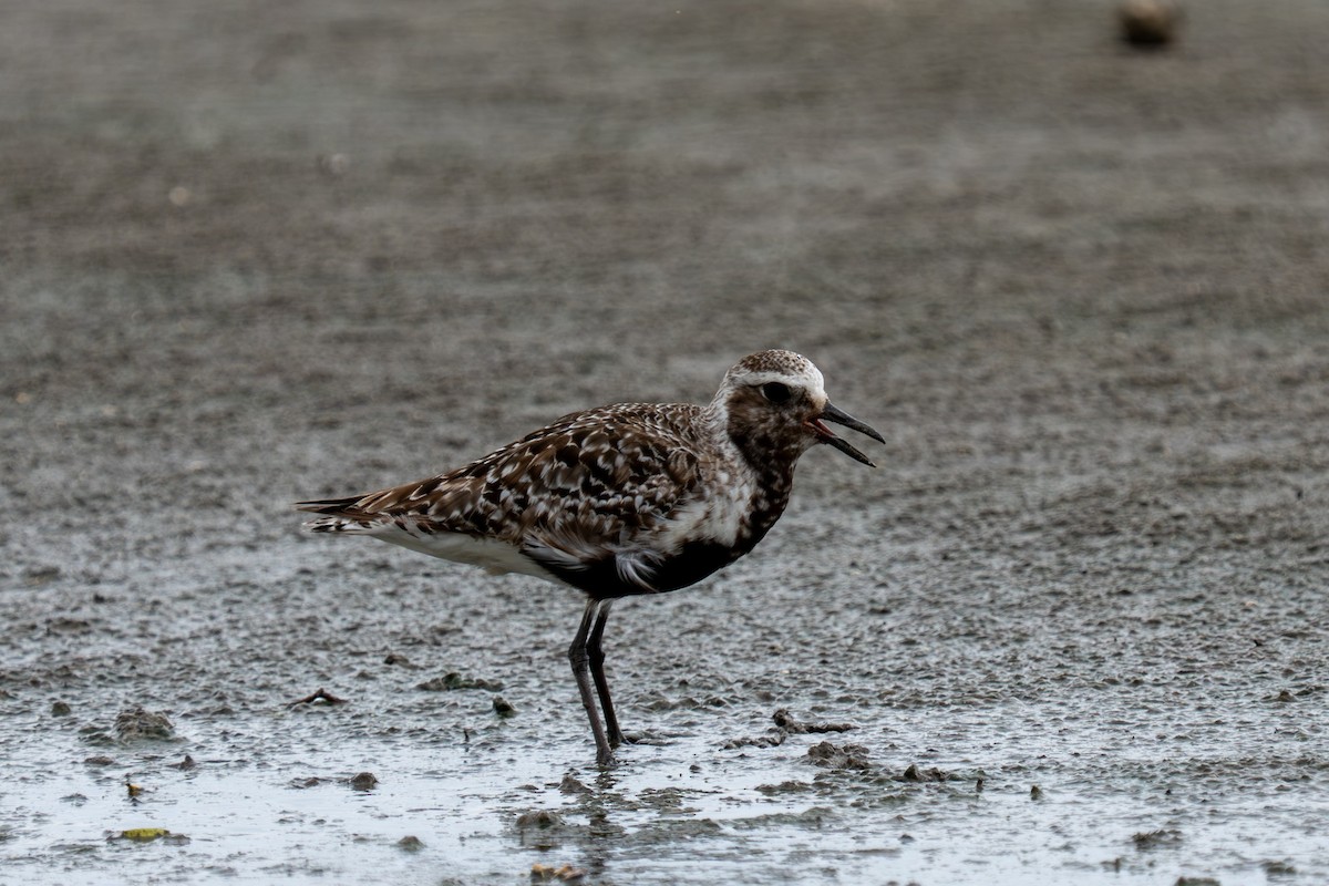 Black-bellied Plover - ML641214200