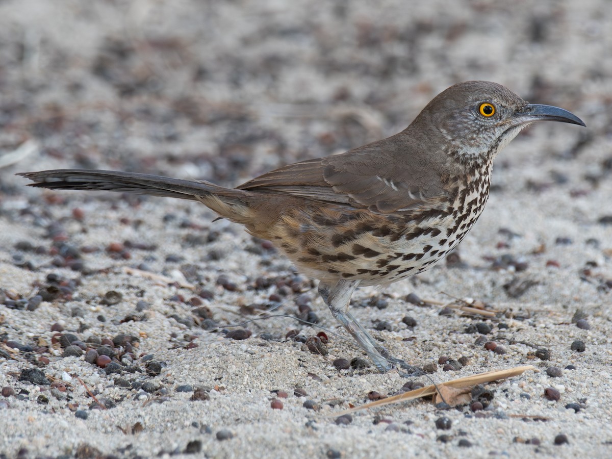 Gray Thrasher - ML641214204