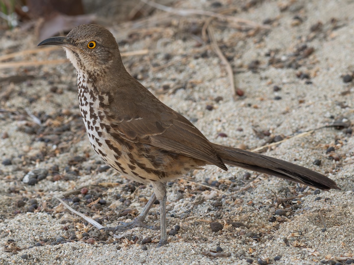 Gray Thrasher - ML641214205