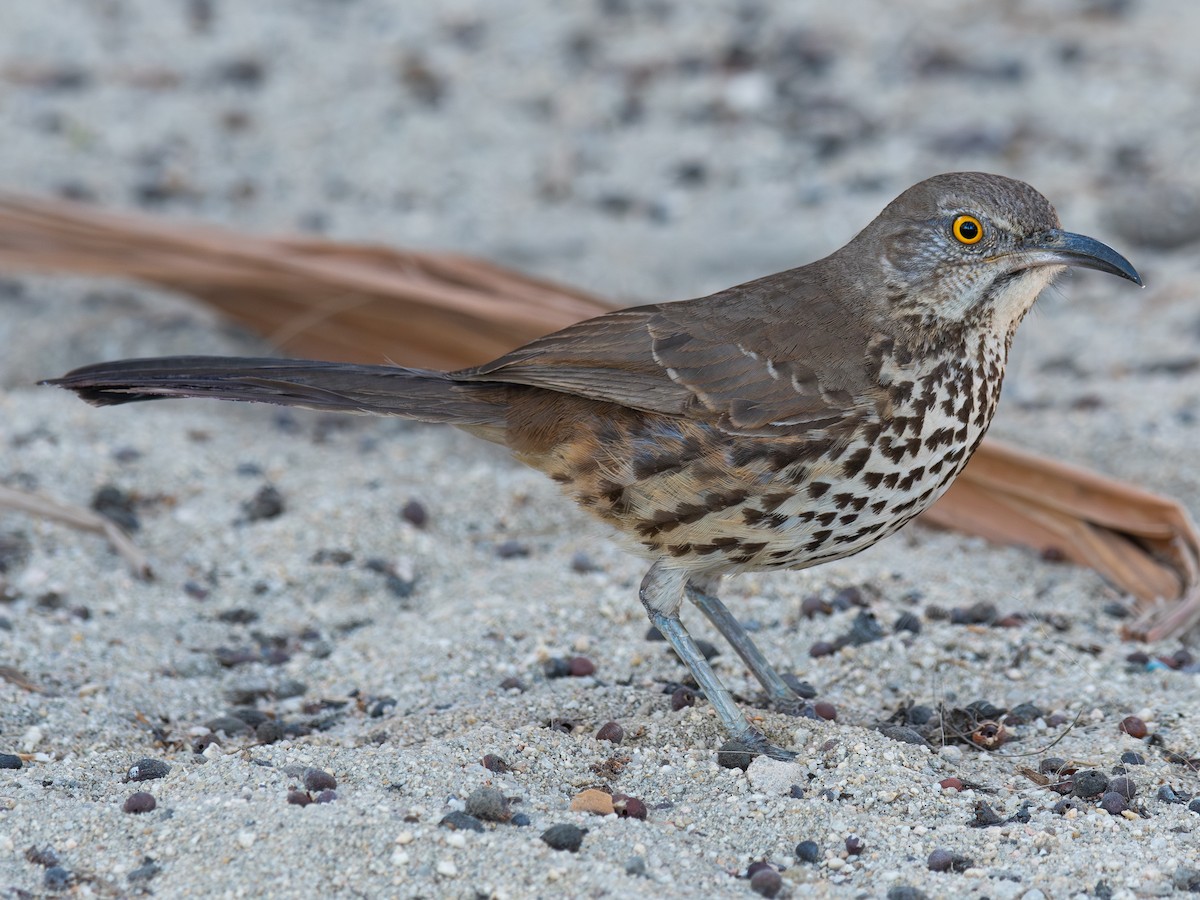 Gray Thrasher - ML641214206
