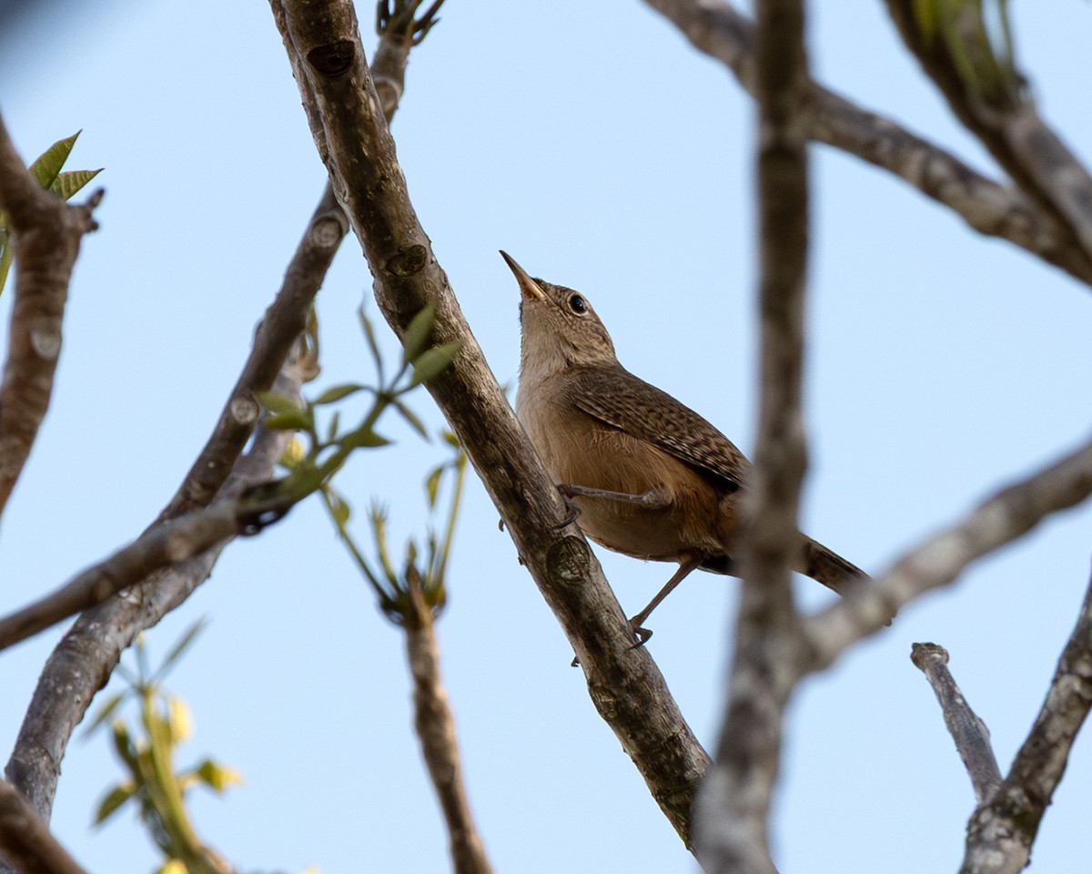 Southern House Wren - ML641214212