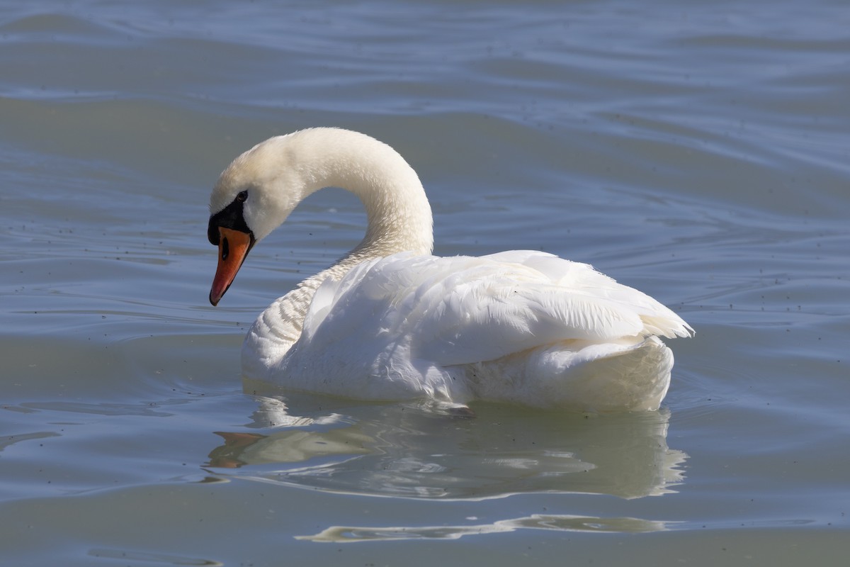 Mute Swan - ML641214232