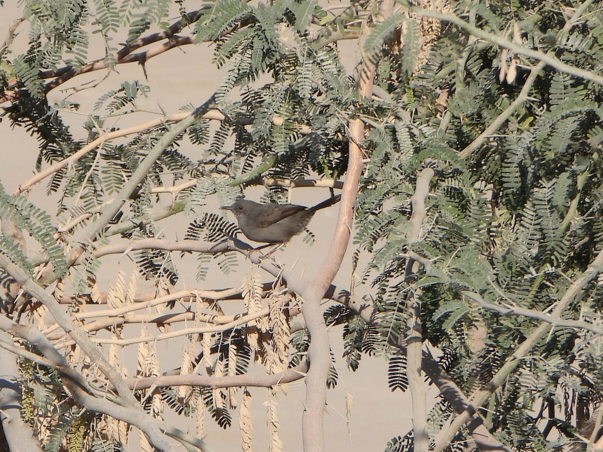 Gray Wren-Warbler - ML641214236
