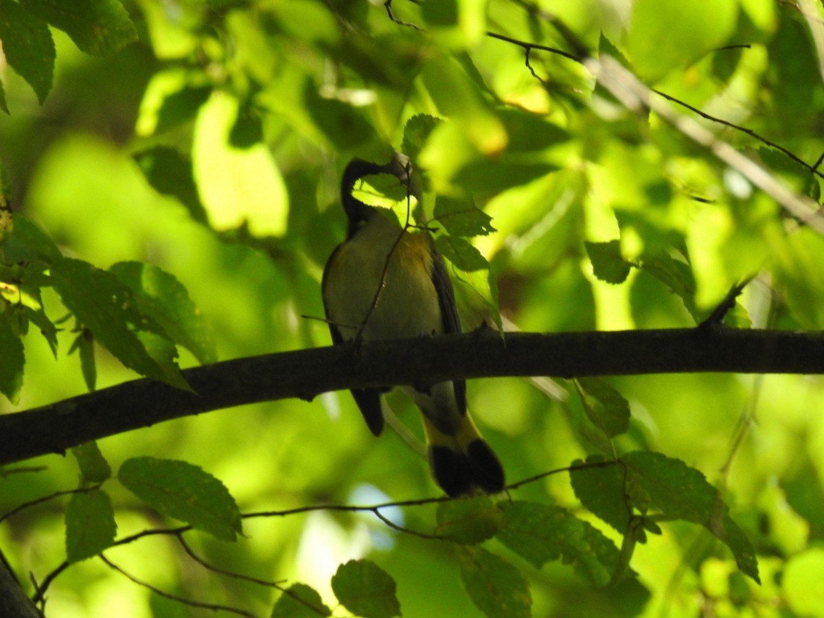 American Redstart - ML641214272