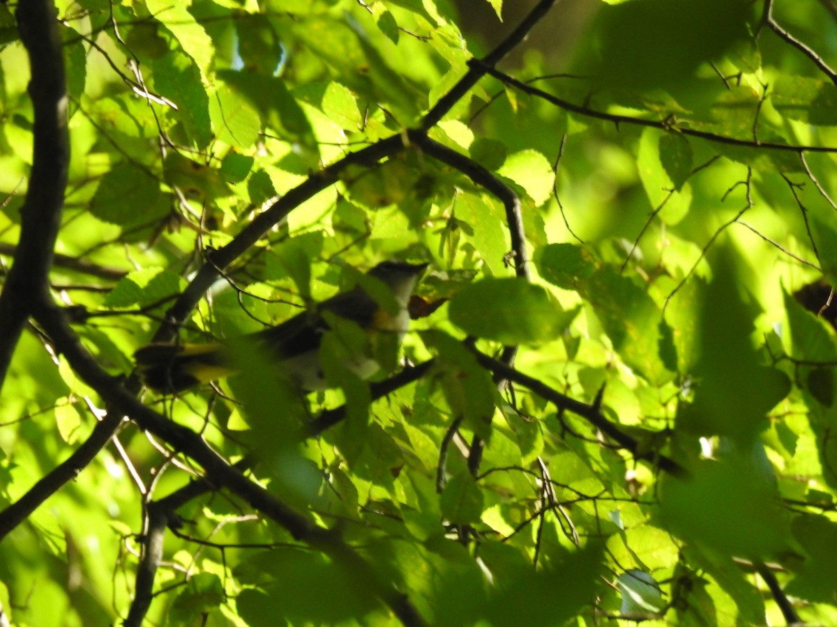 American Redstart - ML641214273