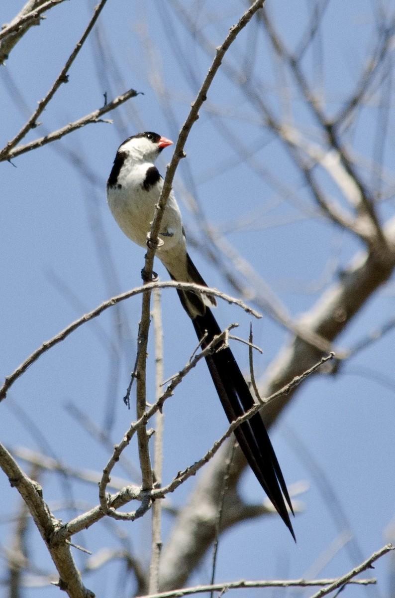 Pin-tailed Whydah - ML641214307