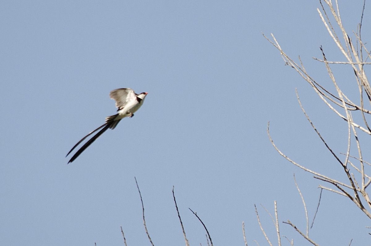 Pin-tailed Whydah - ML641214308