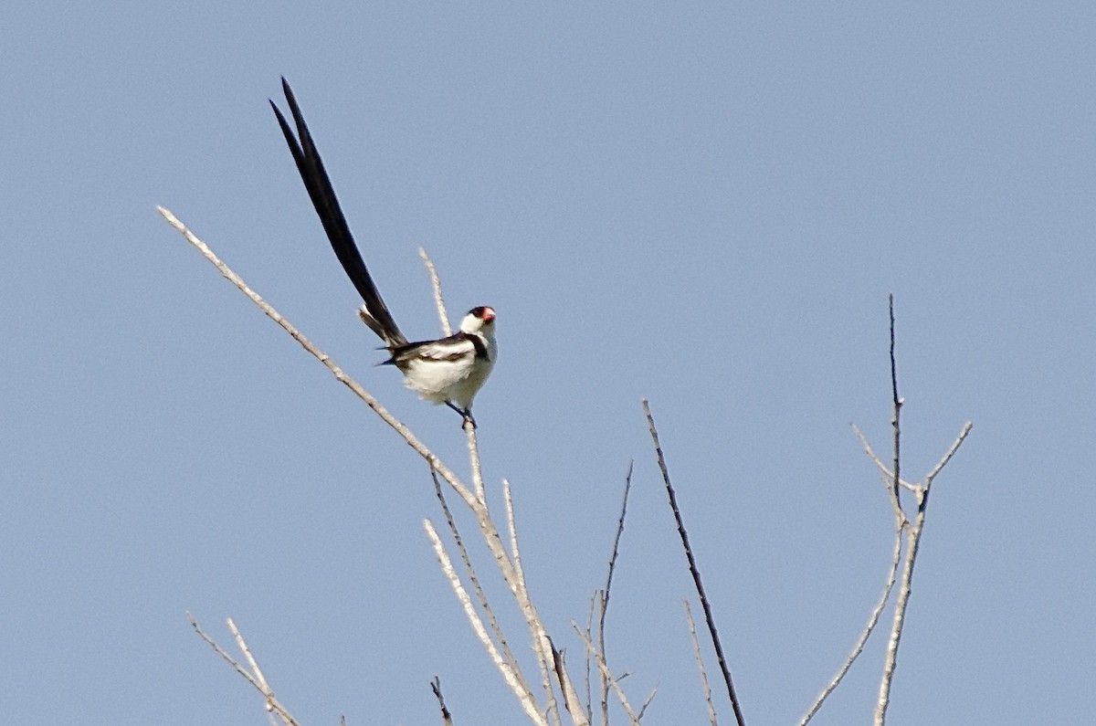 Pin-tailed Whydah - ML641214309
