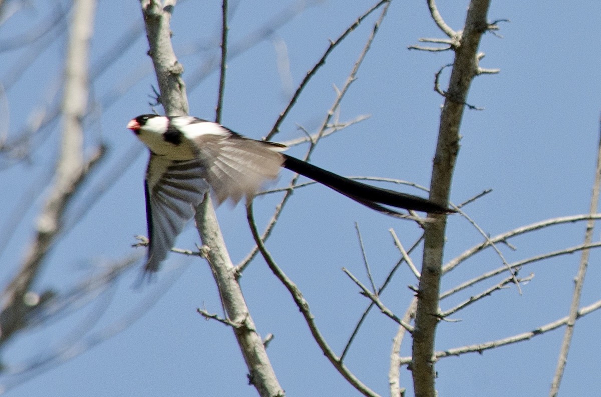Pin-tailed Whydah - ML641214312