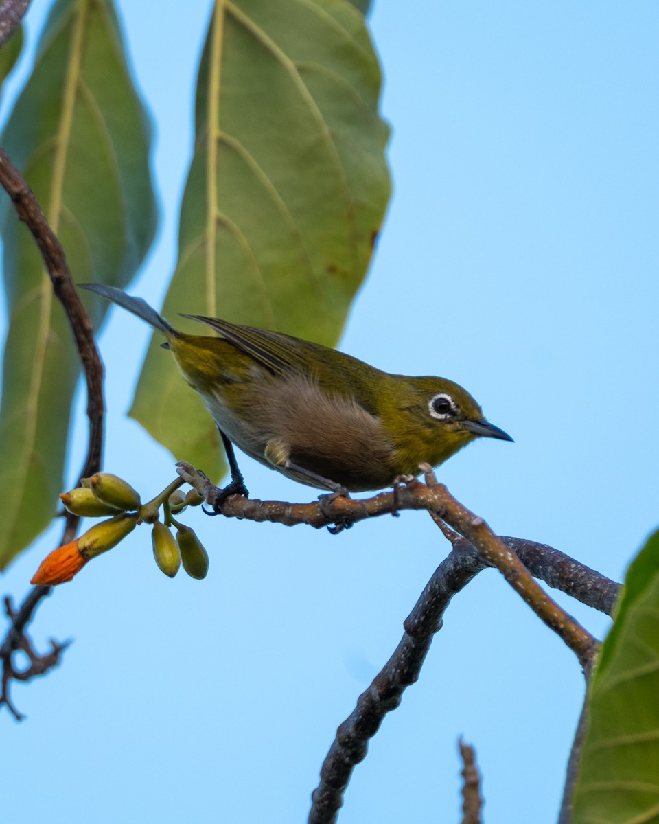 Warbling White-eye - ML641214318