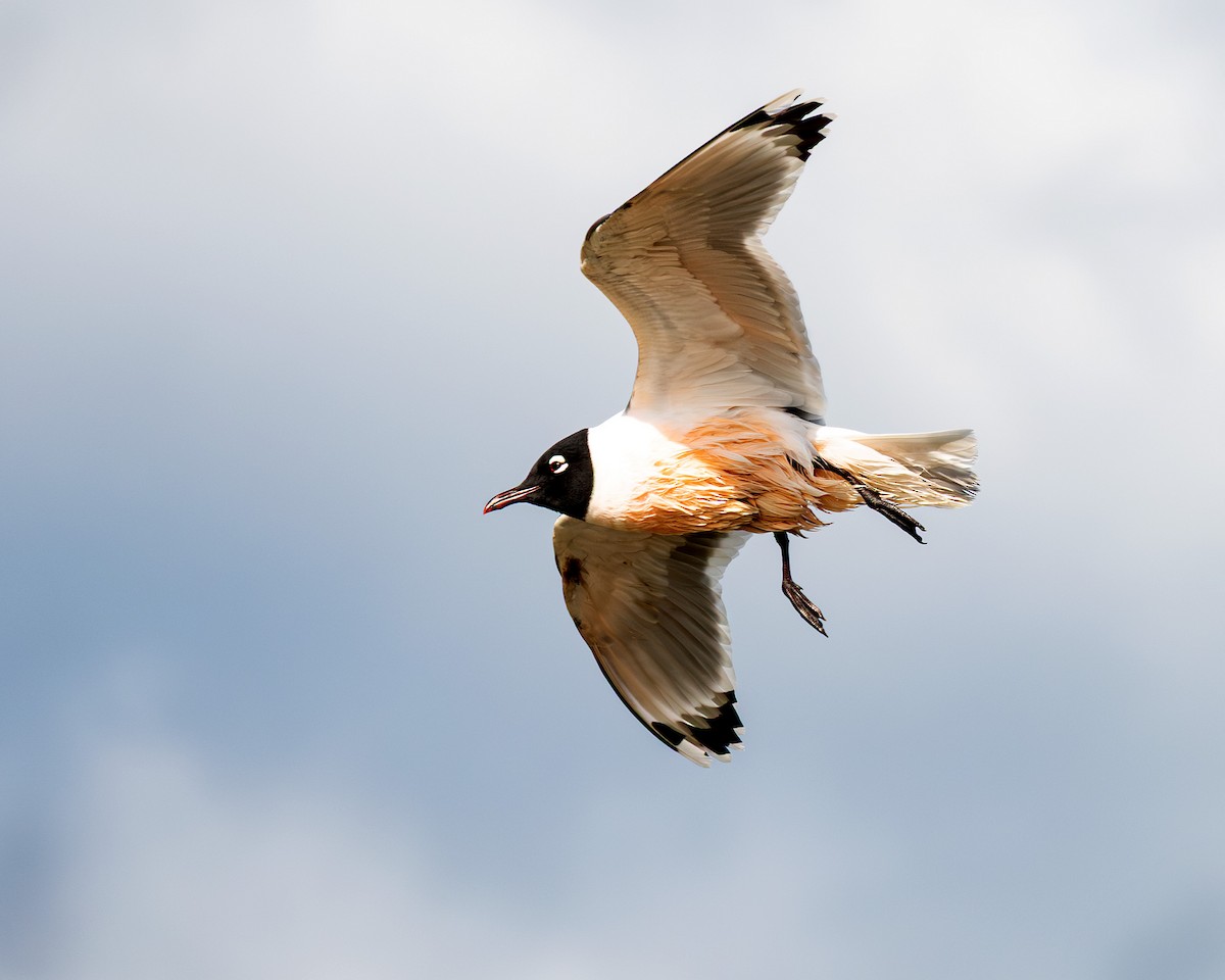 Franklin's Gull - ML641214327