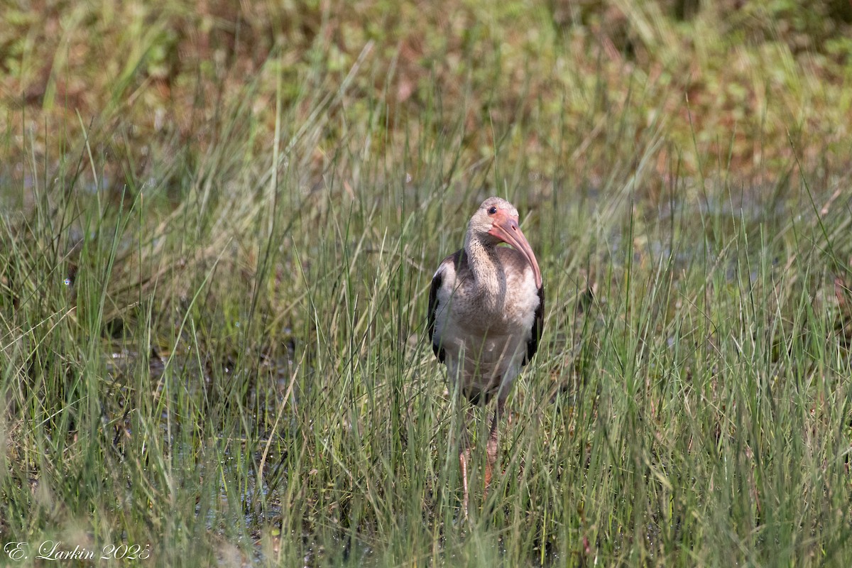 ibis bílý - ML641214347