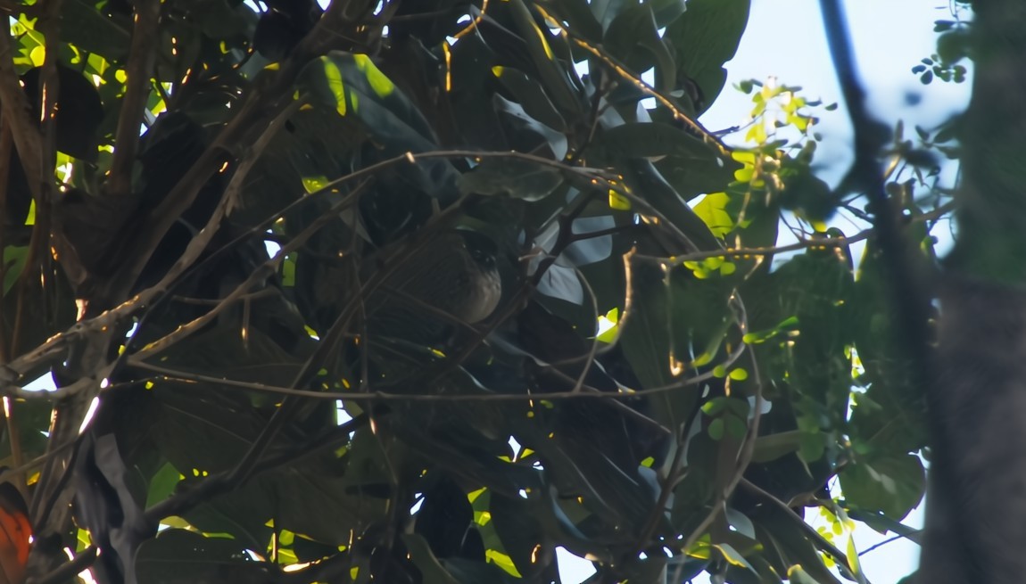Elfin-woods Warbler - ML641214372