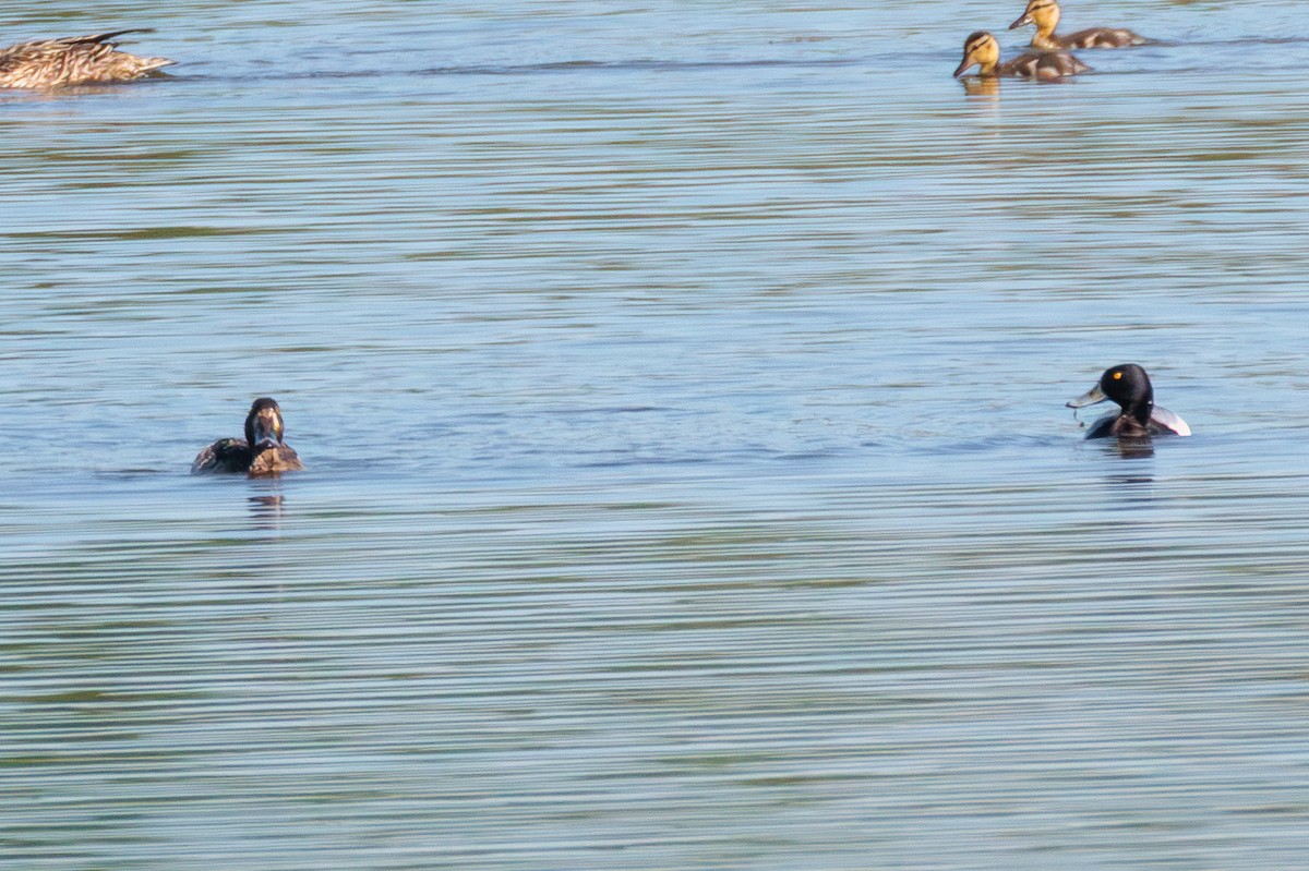 Greater/Lesser Scaup - ML641214384