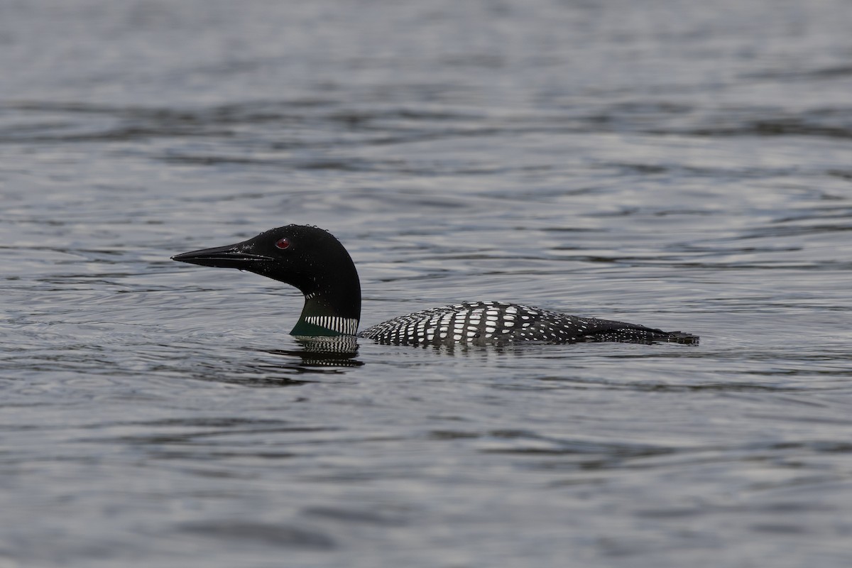 Common Loon - ML641214388