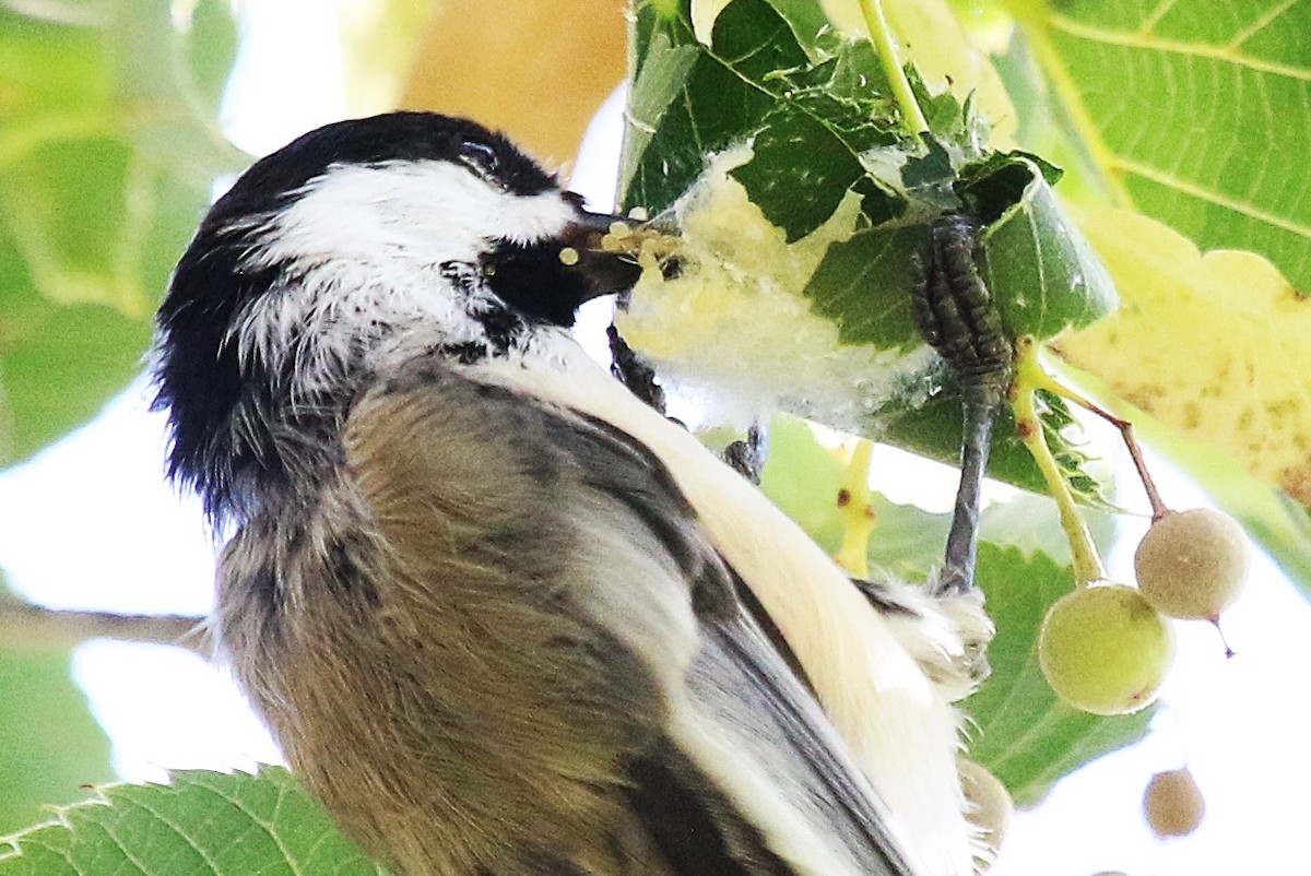 Black-capped Chickadee - ML641214458