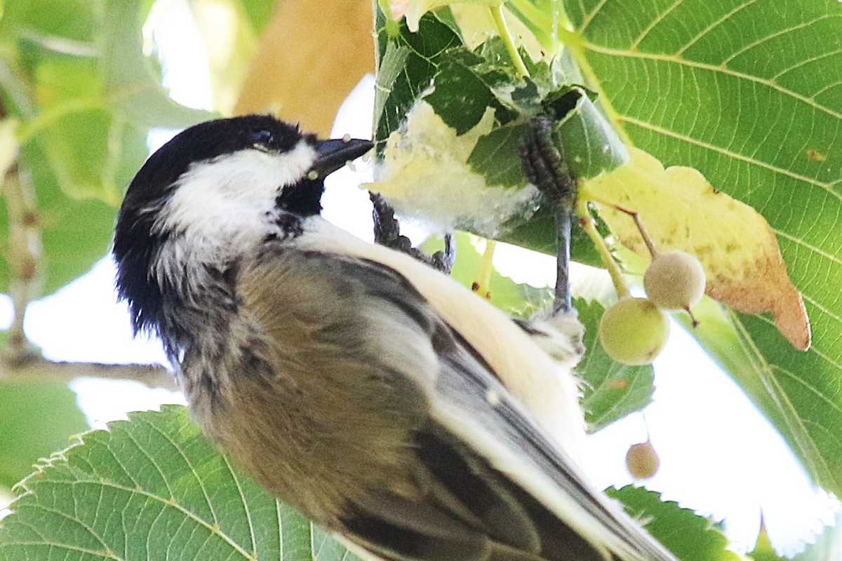 Black-capped Chickadee - ML641214459