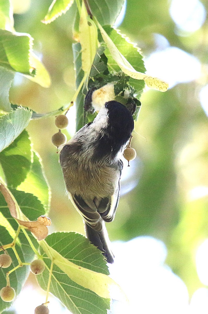 Black-capped Chickadee - ML641214460