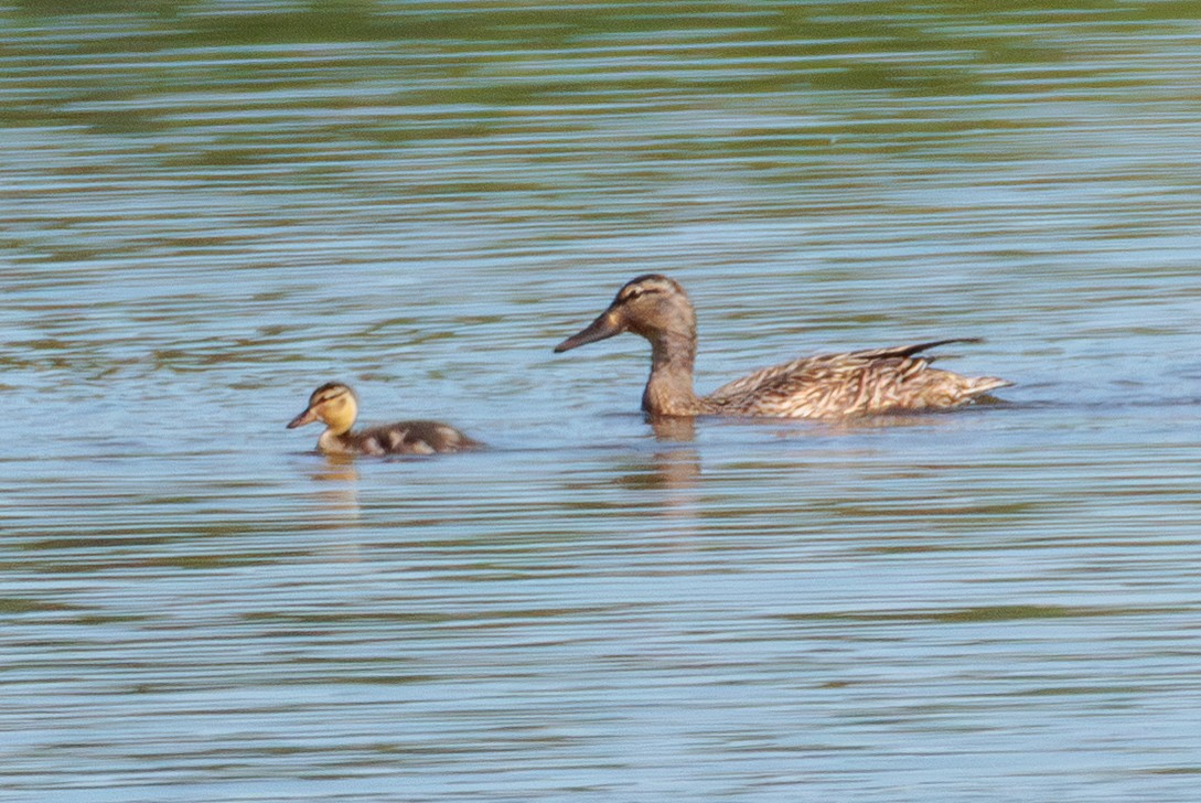 dabbling duck sp. - ML641214475
