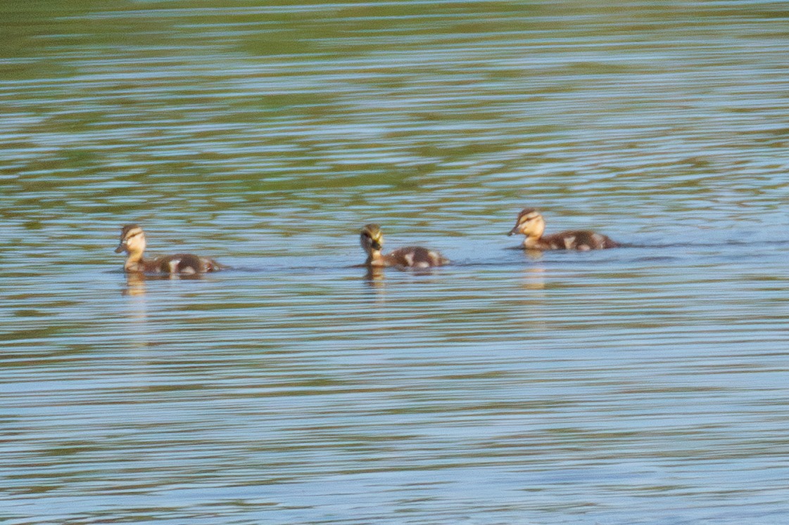 dabbling duck sp. - ML641214476