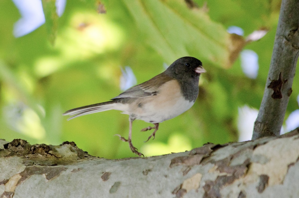 Dark-eyed Junco - ML641214491