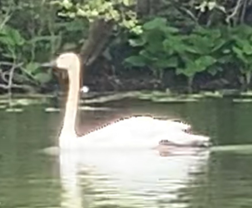Tundra Swan - ML641214543