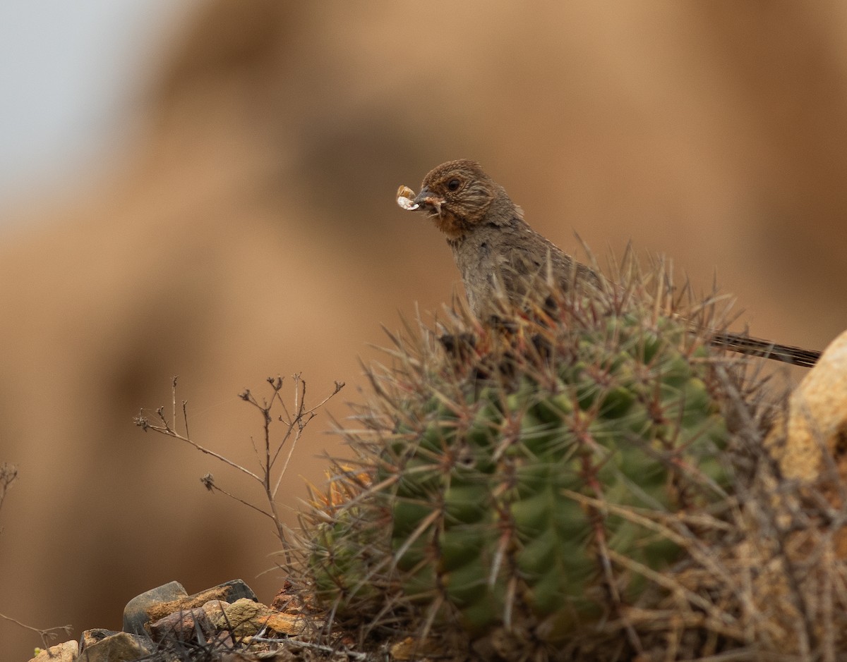 California Towhee - ML641214560