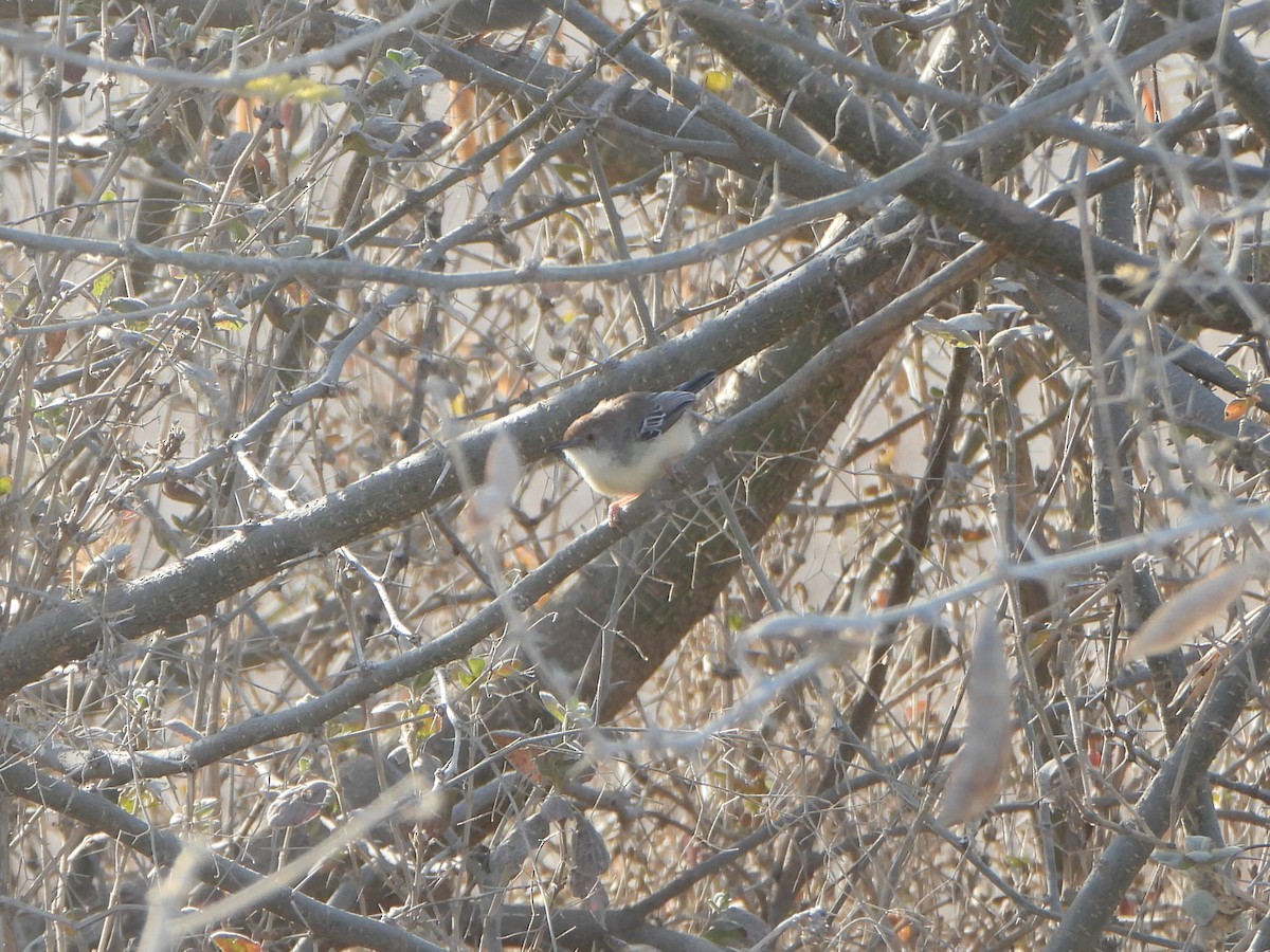 Red-fronted Prinia - ML641214563