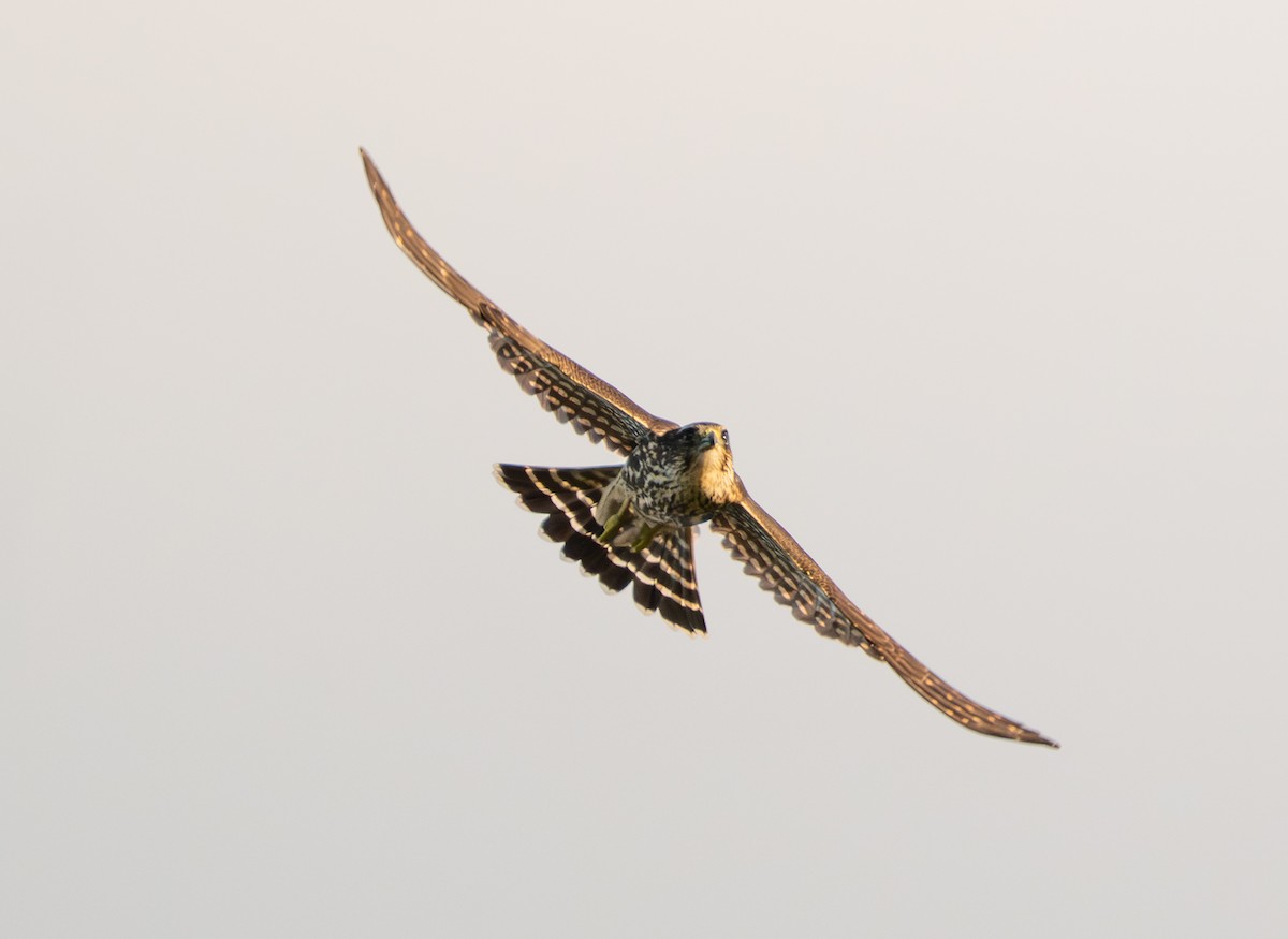 Merlin (Taiga) - ML641214591