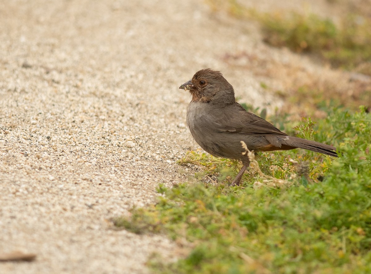 California Towhee - ML641214614