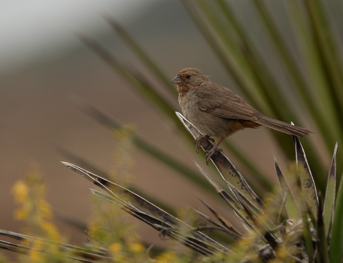 California Towhee - ML641214657