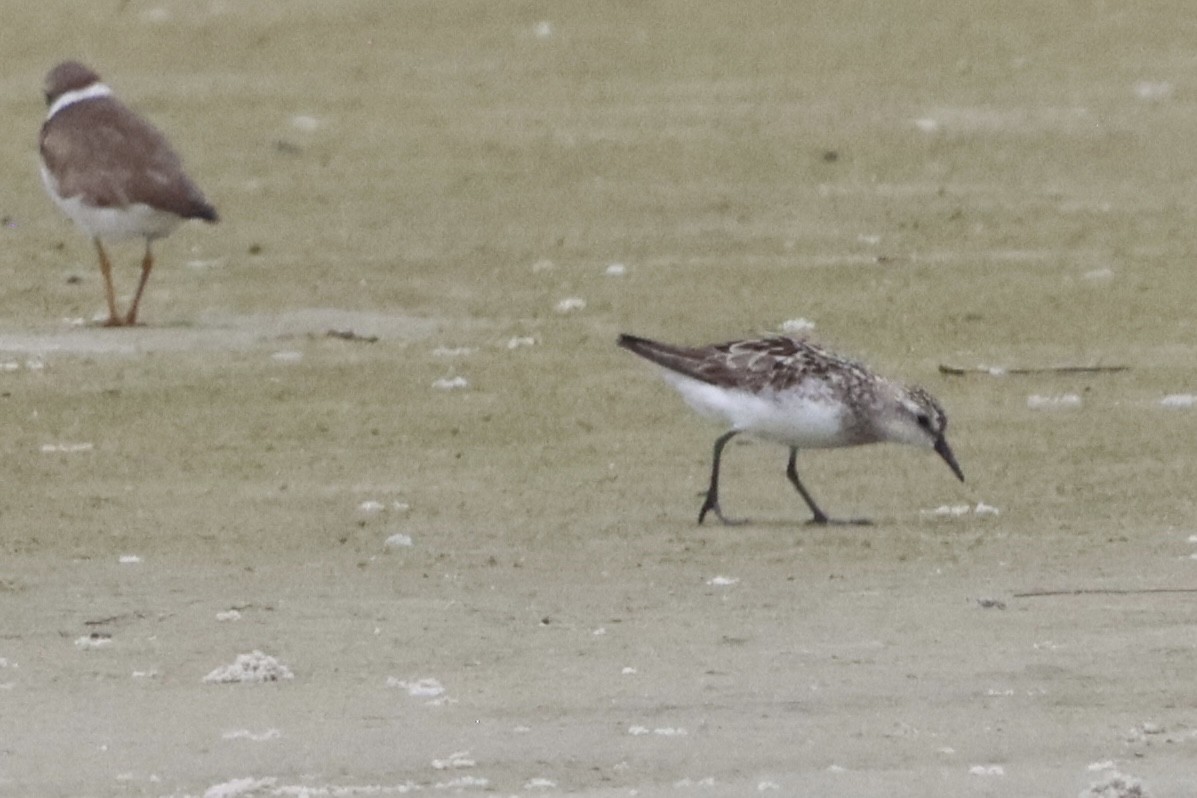 Semipalmated Sandpiper - ML641214673