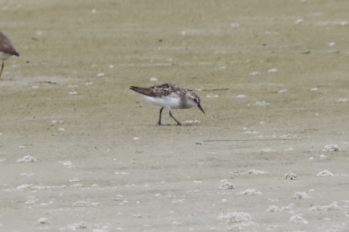 Semipalmated Sandpiper - ML641214674