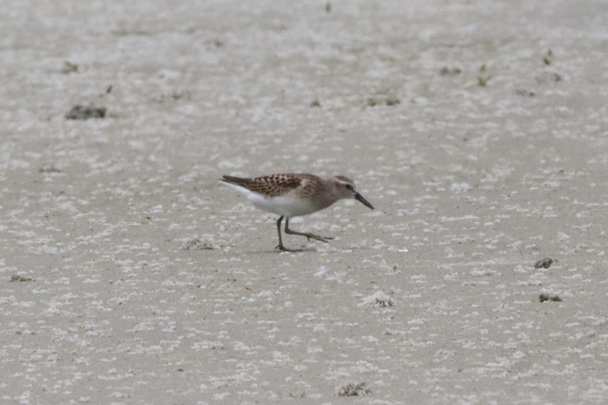 Least Sandpiper - ML641214711