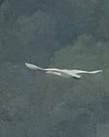 Tundra Swan - ML641214727