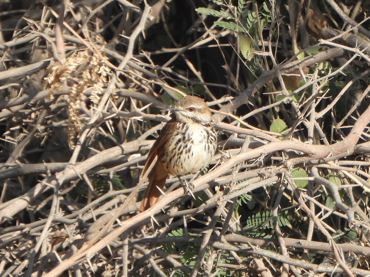 Spotted Morning-Thrush - ML641214747